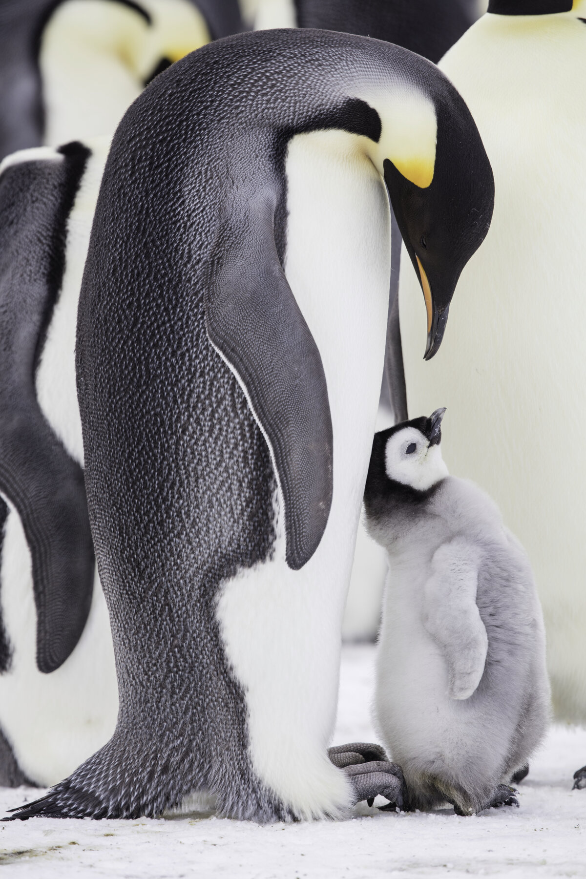 Emperors & Explorers | Penguin and South Pole Excursion